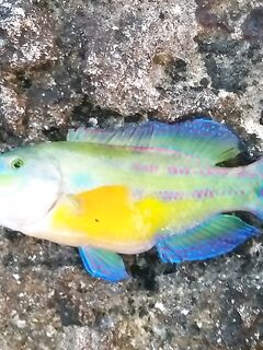 Камни, «мокрая тряпочка» и дракон на ногу: морская рыбалка в стиле паркура