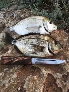 Севастополь, ноли и тёмная пора: самодур, тиролька с филе и обрыв 0,18