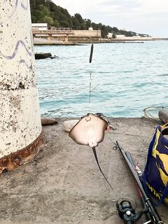 Не знал, что съедобный: хвост отрезал и в садок — фото трофея прилагаю