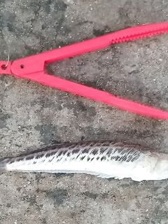 Пилькер в сумерках: кулинарные качества подтверждены на свежем улове