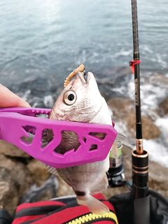 Судакская бухта: морская рыбалка на диком пляже с камнями — карась и ласкирь