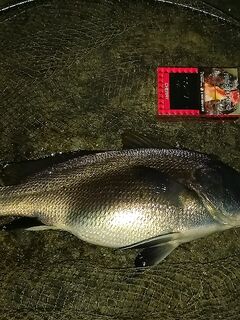 Ставридзилла у берега: ночная рыбалка на отводной, визг фрикциона и моховик