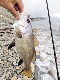Ночная смена планов: от горбыля к ставриде и обратно — «моховик» не пустил