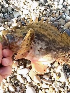 Морская рыбалка 2022: крупный ерш весь день, горбылик на ультрик и промахи по карасю