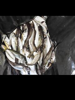 Снаряжение под отводной: крючки типа S-59 удобны через застёжку