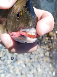 О крючках и червячках: почему карась — «кусь», и что с этим делать