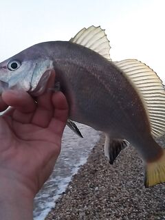 Ходовая охота за карасём: горбыль на первом забросе и 50% сходов на ветру