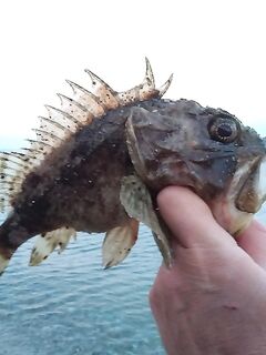 Немецкая балка: штиль и прозрачная вода, ерш под 400 г и пару драконов