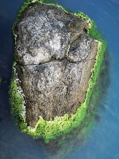 Новомихайловка: фитопланктон и прозрак 2–3 м, ласкирь с икрой — рыба как в анабиозе