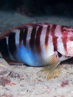 Опознание трофея: «каменный окунь» — короткая пометка для фото и заметок