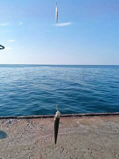 Бомбарда рывковая и лёгкая головка: через час ставрида ушла на ставку — так бывает