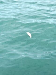 Сочи: в акватории попадаются загадочные «тушки» — с виду на 5–7 кг