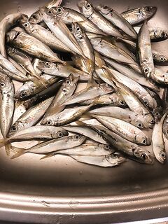 Копчение вкусно, но жареная лучше: по крупной ставриде нестабильно — ставлю пилькеры