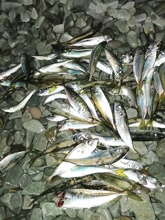 Форумы просели, но рыбалка живёт: ставрида нынче разная — товарищ нашёл размер