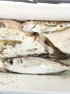 После штормов и смерчей: с бун крупной нет, с опорки тяжело — минус горбыль и караси