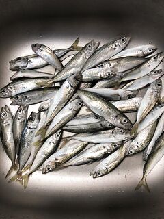 Ставридка до и после заката: пилькеры 3 г, после заката — светонакопительный