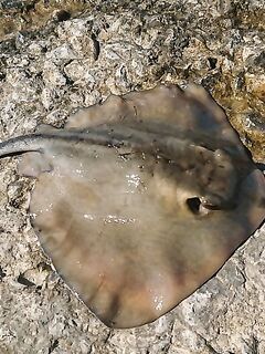 Буны утром: барабулька в основном мелкая, на последнем забросе — поклёвка дня