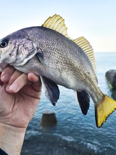 Окно с 5 до 6: колебалка 3 г и маракью сделали дело — разнорыбица в темпе