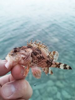 Самое результативное утро: микроскорпена в 4:42, затем карасёвая феерия до шести