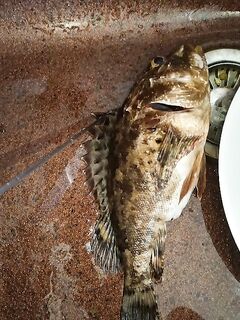 Скорпена на 540 г: фрикцион был зажат, успел отпустить — палку чуть не сломало