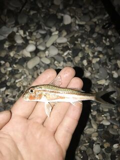 Новый Афон, первая морская рыбалка: барабуля на «огородного» червя, снасти и клипса