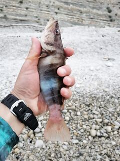 Затемно за горбылём: «паровозик» ушёл, но карась взорвался после шести — и трофей!