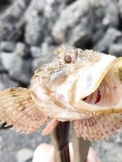Орджоникидзе, Агатовый пляж: булер по дну — клёв на каждом забросе, пелагика рано