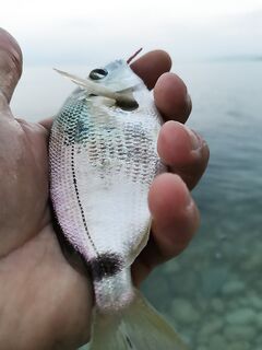 Локальный «пупок» с камнями и трава: Техас +1,5 г, тёмные тона, карась в приоритете