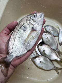 С 5 до 6 утра: карась капризничает, железо и резину отверг — взял только маракью