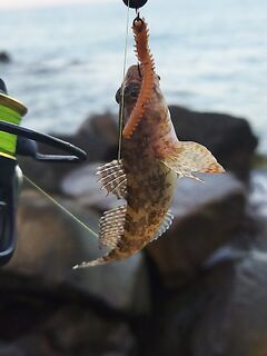 Лазаревское, правее «Янтаря»: бычок на маракую и долгожданный «бонус» на неирус