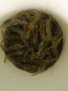 Наживка поймана: выхожу в 5 утра — какой рельеф проверить первым сегодня?