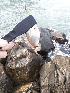 Голубая бухта: вечером малюсенькая ставрида, утром карась, много зеленух и «тёмный»