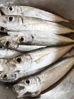 Перед рассветом с берега: 1 г и глоу — немного наковырял; на рассвете выключило