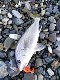 Щучьи виброхвосты против горбыля и скорпены: офсет с тиролькой и паузами решают