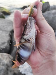 Закат и темнота активизировали: одна уколола при «сальто», пощипало и прошло