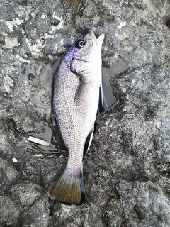 Сегодня вытащил маленького, был дракон и скорпена; у многих почти «оп»