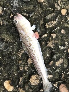 Дракончик уколет при любом хвате: не берите незнакомую рыбу в руки