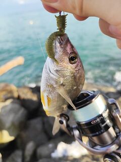 Закатный выход: несколько ершей, пара карасей и бонус — горбылик!