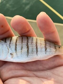 Опознание вида: эксперты, подскажите что за рыбка на фото