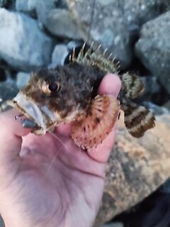 Вечером клёв слабый: три ерша, но эмоции те же — выезд засчитан