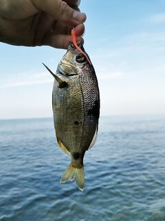 Стрейч Maria живучий: карась изредка рубит, Higashi неплох, но Мария интересней