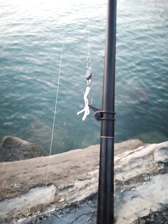 Хвост «до головы»: резал приманку для мутной воды, быстрая проводка соблазнила