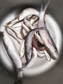 Три дня улова скромно, но опыт морской ловли растёт — без удочки ничего бы не было