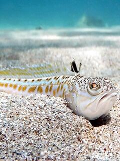 Осторожно, корона на спине и жабры: главная опасность у этой рыбы