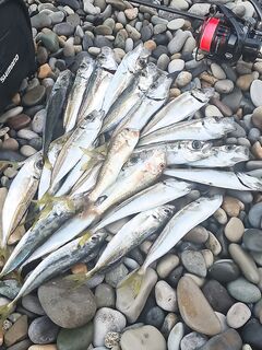 Предрассветный час: 0.7 г и силикон от 34-й, ставрида заметно «жиреет»