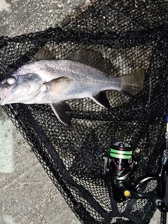 Ставрида и влетевший горбыль ~200 г: Corto 592xul 1.5 г, Ester 0.2pe и флюр 2.4 lb