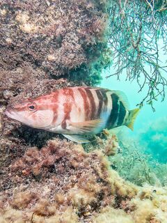 Чёрное море, рельеф: под водой скалы до 5 м и 30 м до кромки — поводок 30–40 см не везде