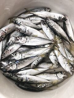 Чёрное море — луна мешает, после захода рыба подходит: экономлю силикон