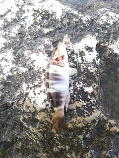 Чёрное море — песчаный червь сползает в комок: пробую фиксировать пучковязом