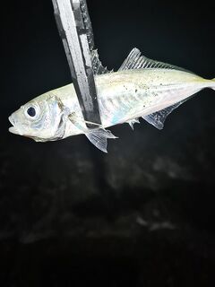 Чёрное море — рассветный тайминг: за час до зари ставрида, потом остальное